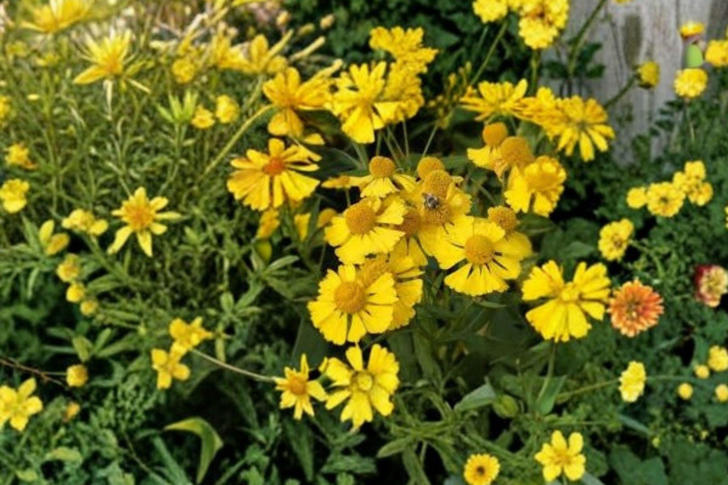 100 Autumn Sneezeweed Seeds – Helenium autumnale – Native Wildflower – Pollinator Plant – Fall Blooms