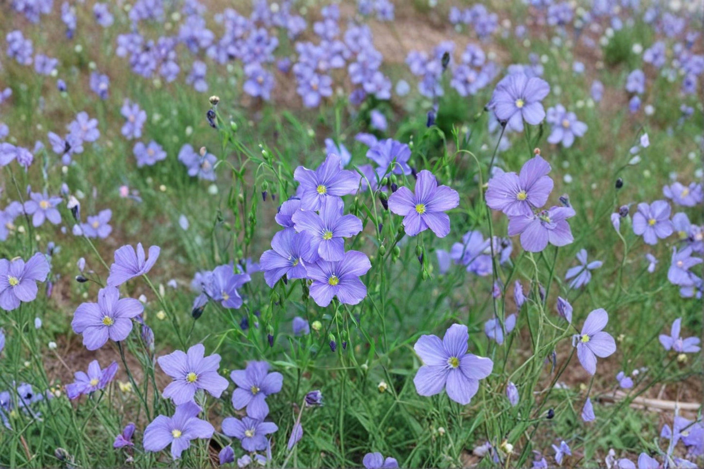 Perennial Blue Flax Seeds – Hardy Blue Wildflower, Pollinator Plant