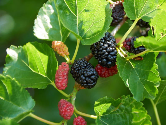 2 Dwarf Everbearing Mulberry Trees – Morus nigra Bare Root Plants | Compact Fruit Trees for Patio, Garden, or Home Orchard Growing