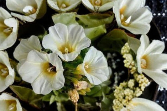 10 Seeds Rivea corymbosa (Ololiuqui) – Tropical Flowering Vine, Morning Glory Relative, Ornamental Garden Climber