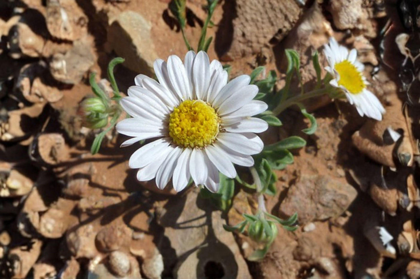 100 Fendler’s Easter Daisy Seeds – Townsendia fendleri – Native Wildflower – Rock Garden Perennial – Rare Daisy