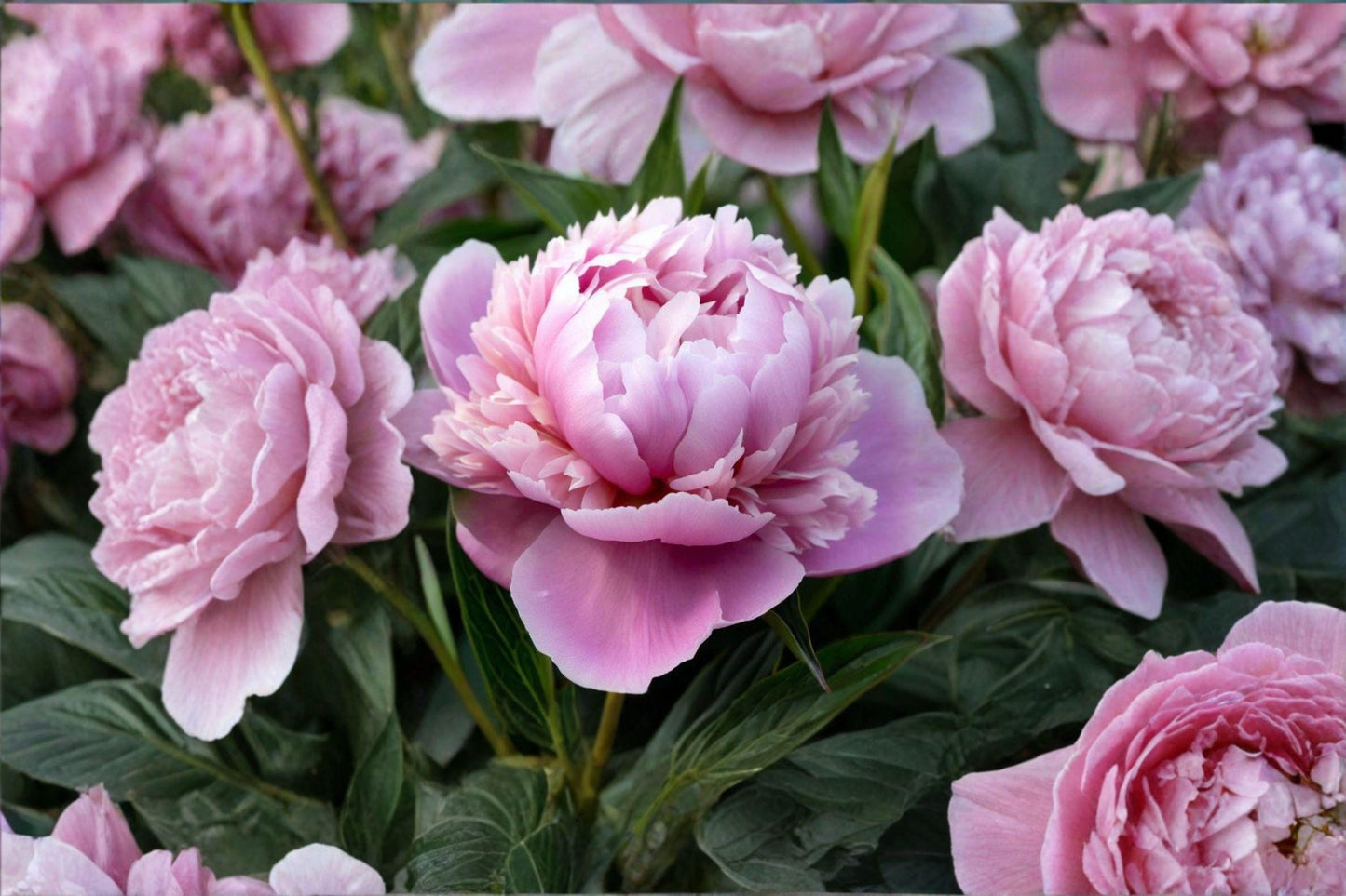 5 Chinese Peony Seeds – Paeonia lactiflora – Garden Peony – Herbaceous Perennial Flower