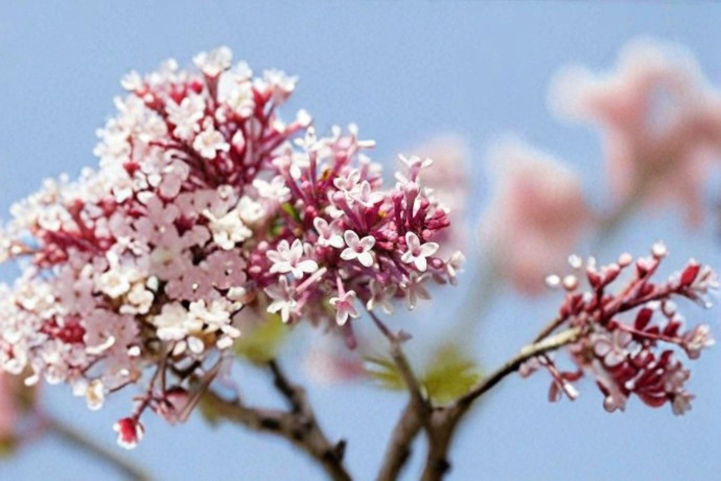 10 Syringa microphylla Seeds – Littleleaf Lilac, Fragrant Shrub with Pink-Lavender Blooms for Gardens