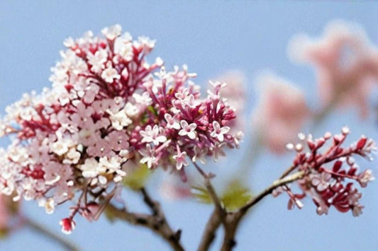 10 Syringa microphylla Seeds – Littleleaf Lilac, Fragrant Shrub with Pink-Lavender Blooms for Gardens