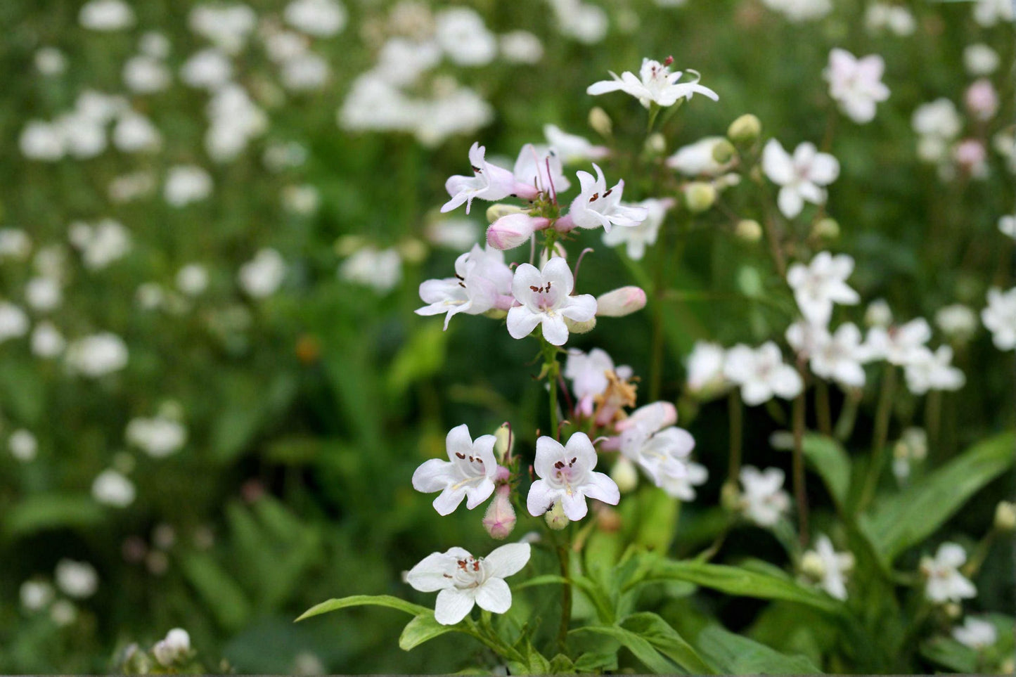 100 Foxglove Beardtongue Seeds – Penstemon digitalis – Native White Wildflower