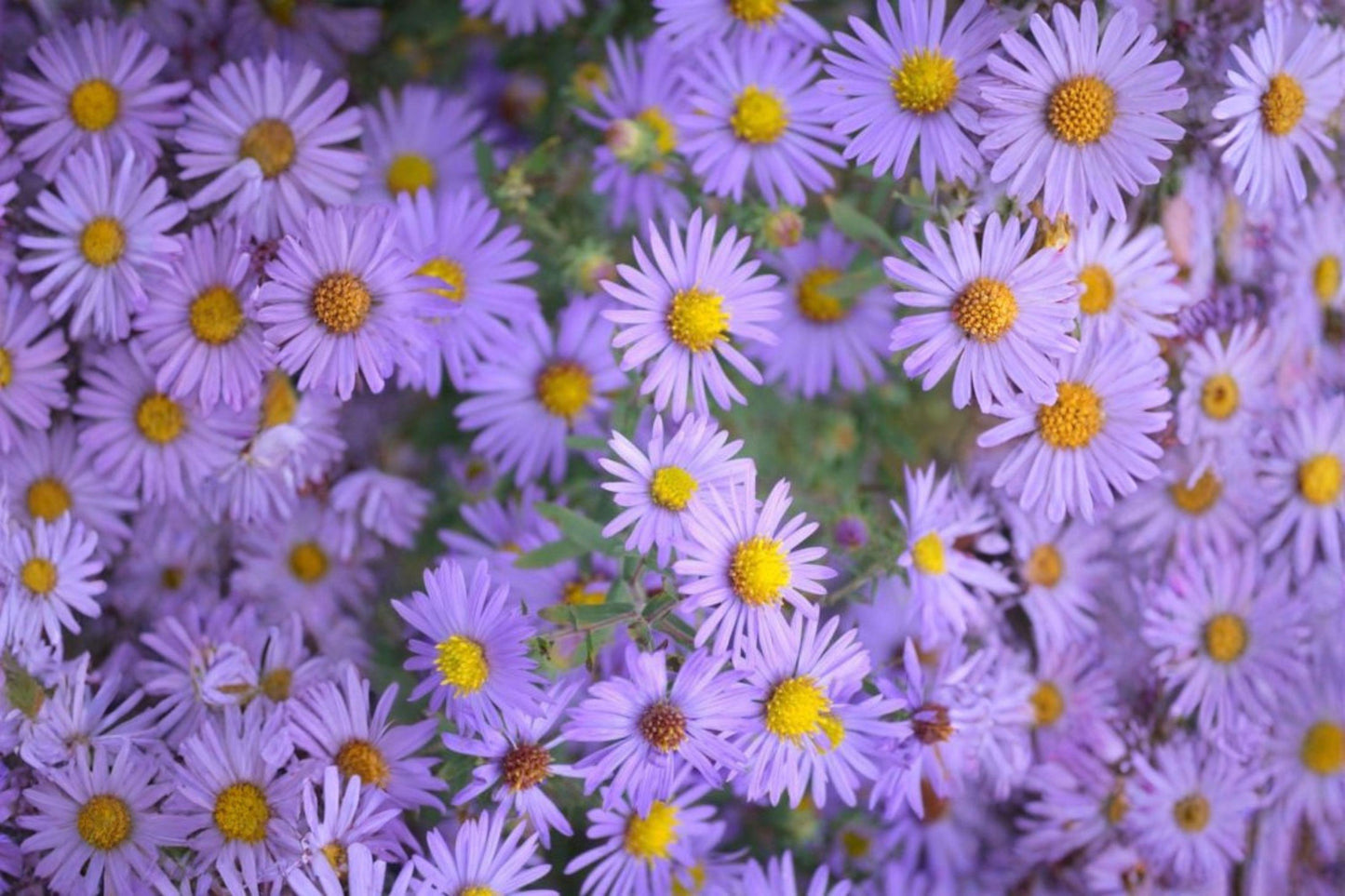 100 Seeds for Planting Symphyotrichum oblongifolium – Aromatic Aster, Native Purple Wildflower, Pollinator Perennial