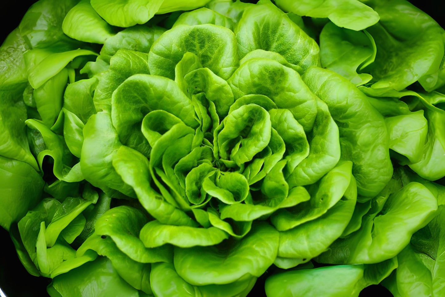 Bibb Butterhead Lettuce Seeds - Heirloom Variety - 700 Seeds