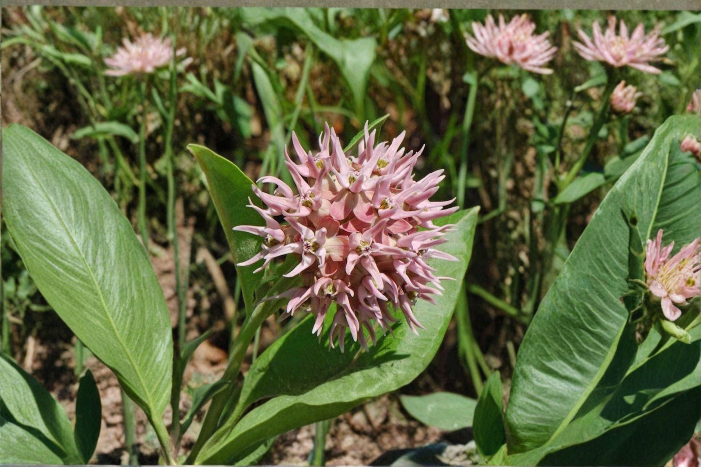 15 Showy Milkweed Seeds – Asclepias speciosa – Monarch Butterfly Host Plant