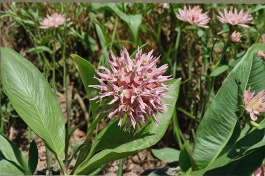 15 Showy Milkweed Seeds – Asclepias speciosa – Monarch Butterfly Host Plant