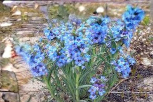 100 mg Penstemon angustifolius Seeds – Narrowleaf Blue Penstemon Wildflower for Pollinator & Native Gardens