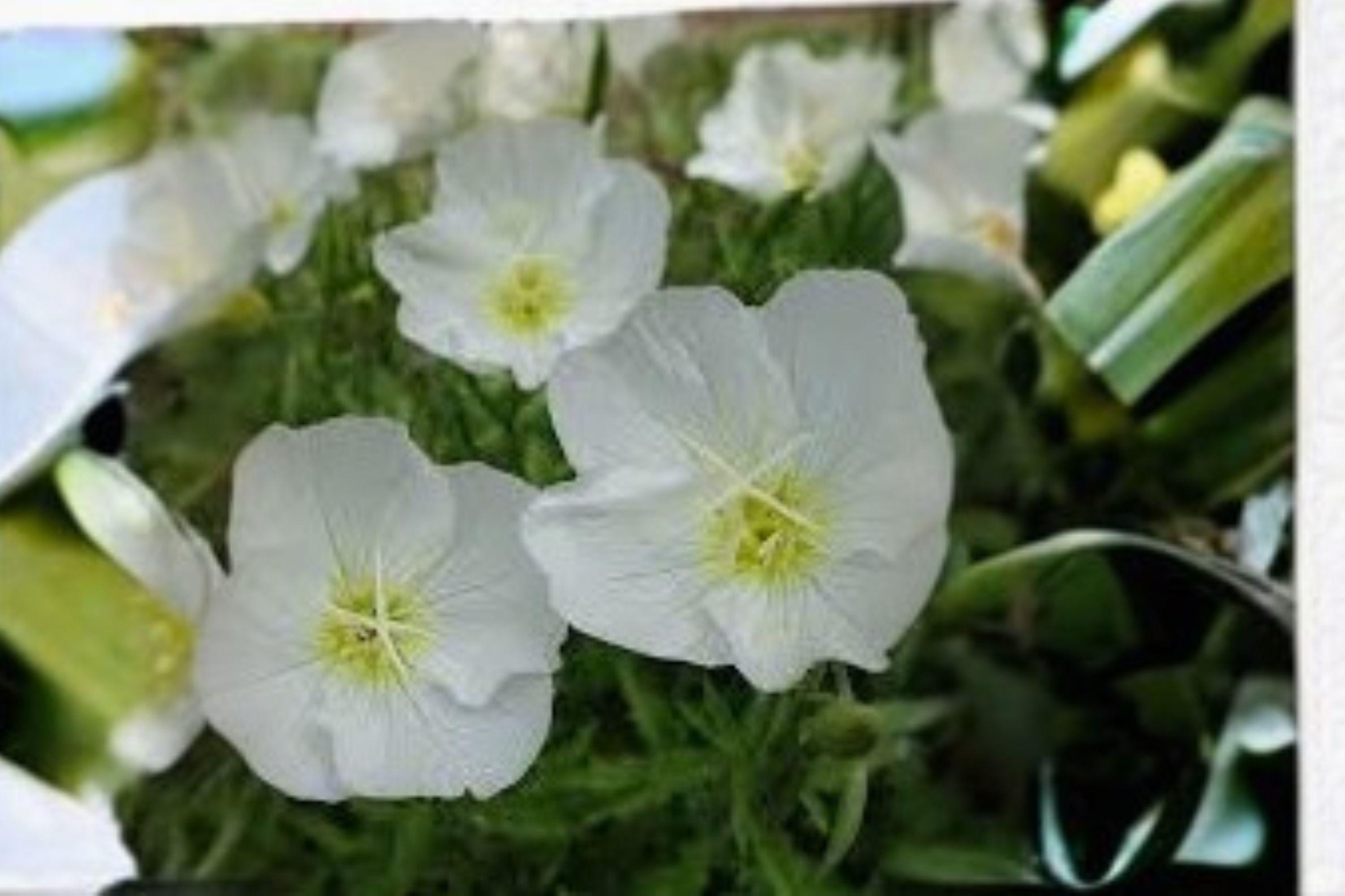 100 Pale Evening Primrose Seeds – Oenothera pallida – Native Wildflowe ...