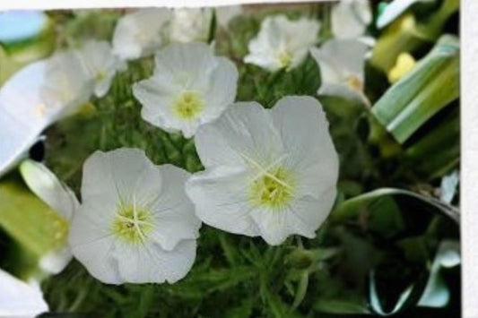 100 Pale Evening Primrose Seeds – Oenothera pallida – Native Wildflower – Drought Tolerant – White Blooms