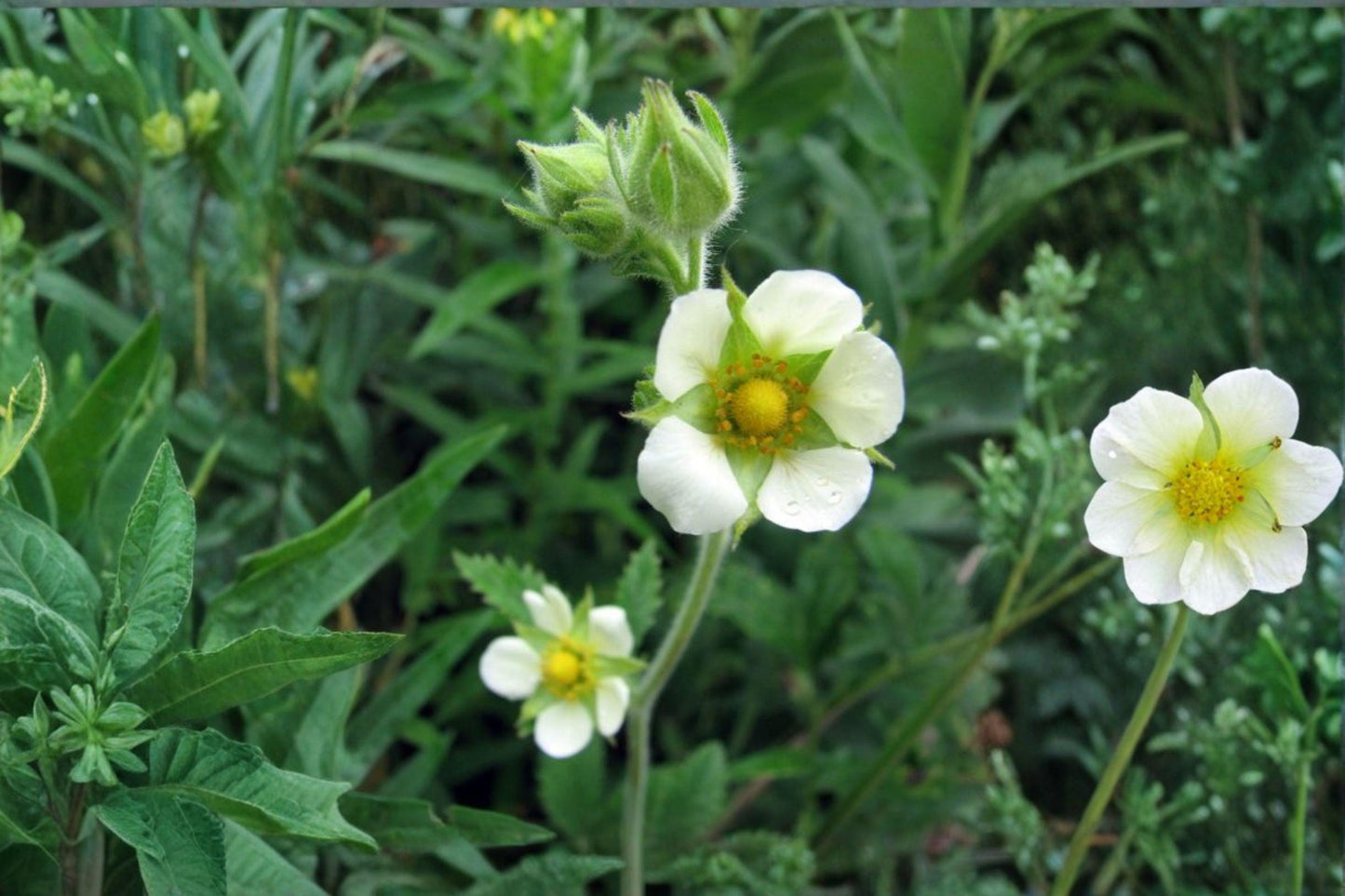 Prairie Cinquefoil Seeds - Native Pollinator Wildflower (500 Seeds)