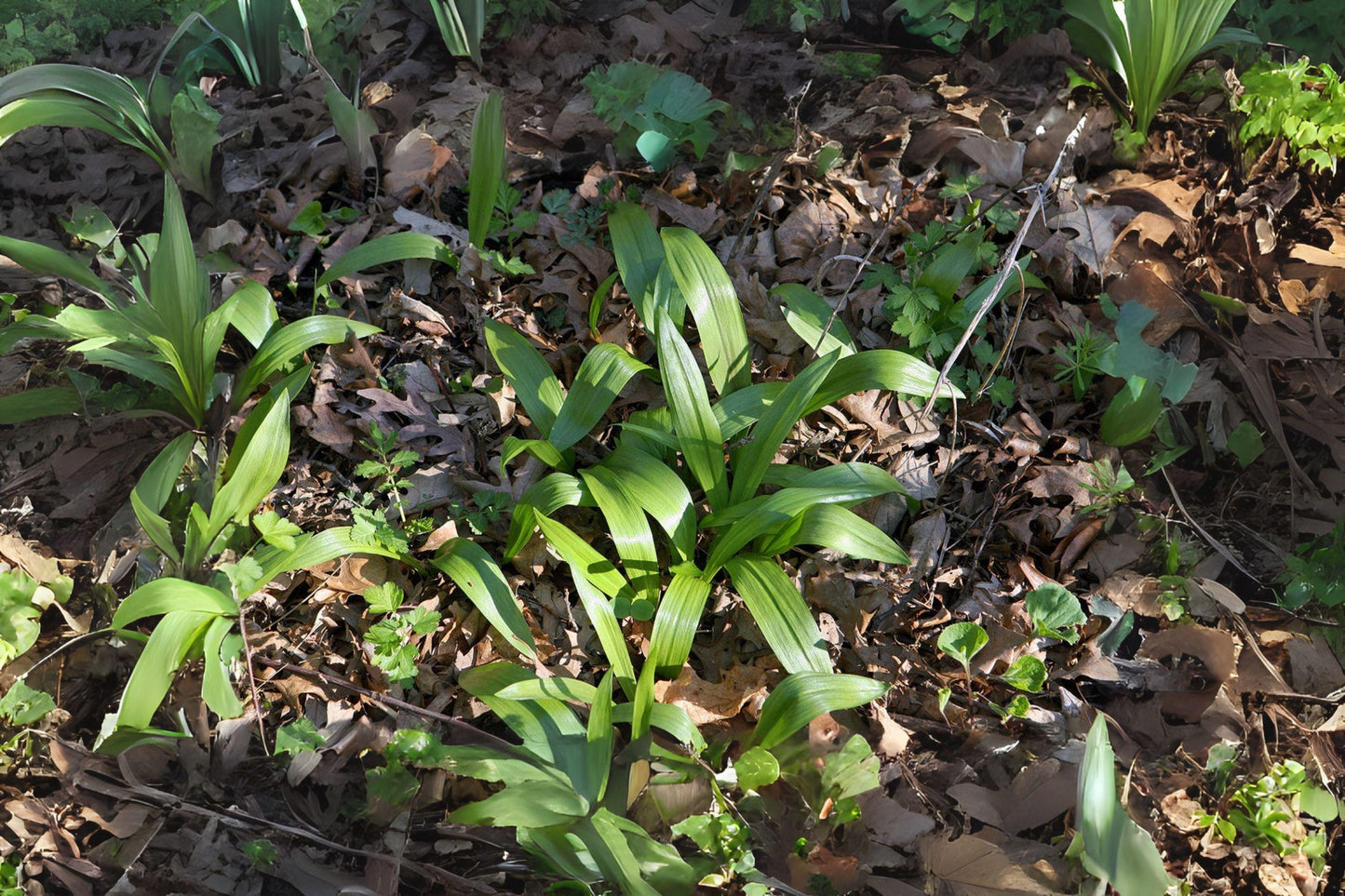 Wild Leek Ramp Seeds: Rare Woodland Edible Perennial Herb - 10 Seeds