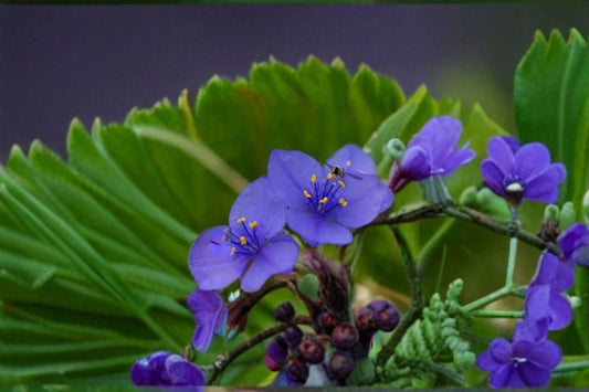 100 Seeds for Planting Western Spiderwort – Tradescantia occidentalis, Native Perennial Wildflower, Purple Blooms