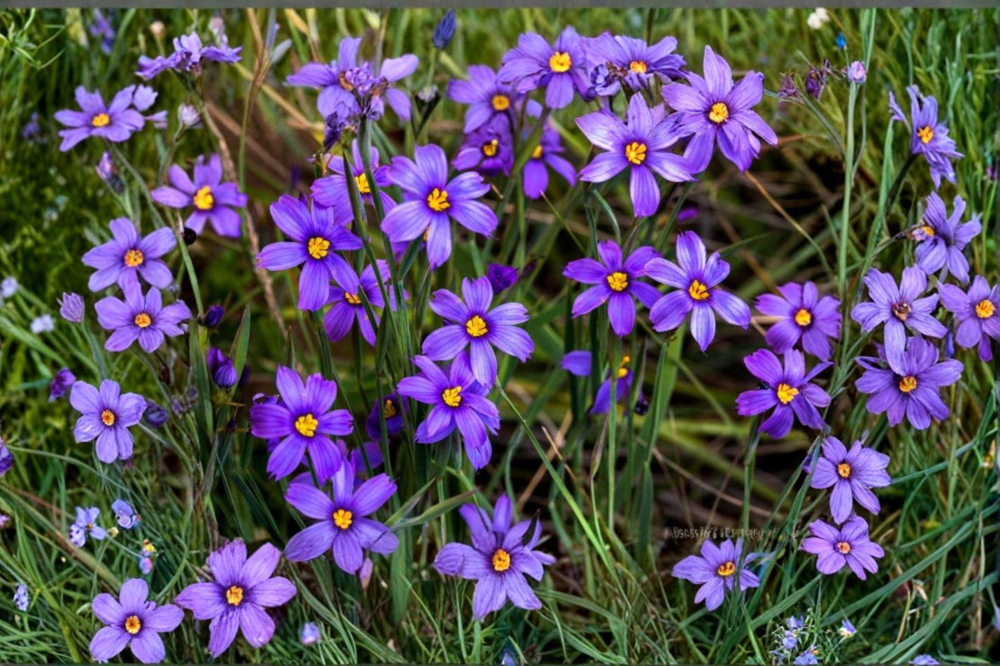 100 Western Blue Eyed Grass Seeds – Sisyrinchium bellum – Native Perennial – California Wildflower