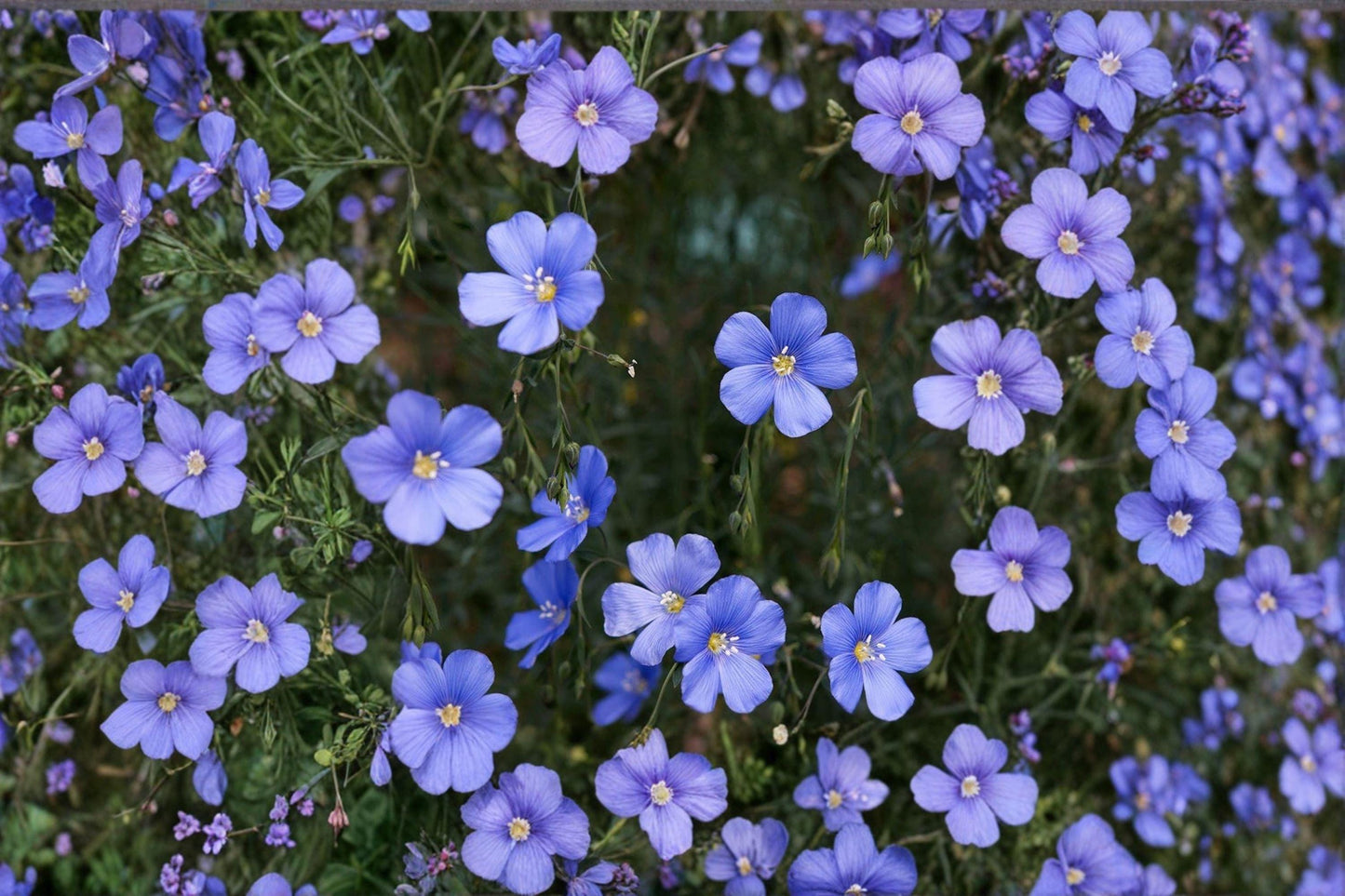 Perennial Blue Flax Seeds – Hardy Blue Wildflower, Pollinator Plant
