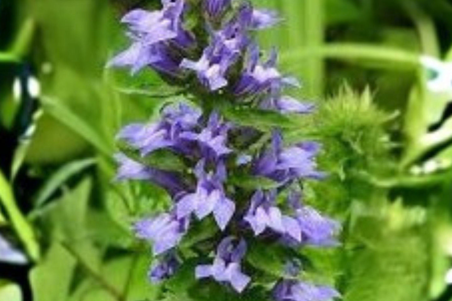 500 Seeds Lobelia siphilitica — Great Blue Lobelia, Native Blue Flower for Wet Gardens