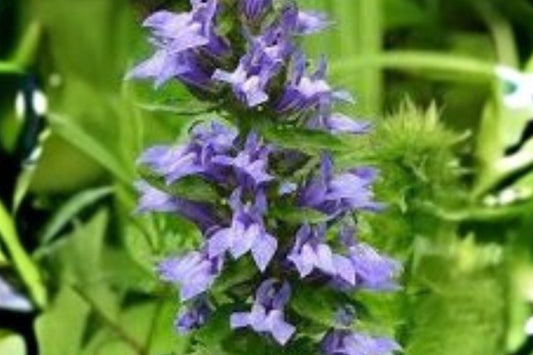 500 Seeds Lobelia siphilitica — Great Blue Lobelia, Native Blue Flower for Wet Gardens