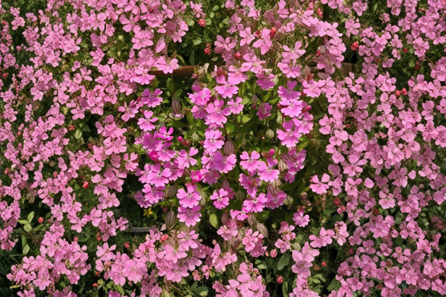 100 Nodding Catchfly Seeds – Silene pendula – Pink Annual Flower – Cottage Garden Plant