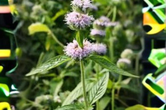 300 Ohio Horsemint Seeds – Native Wildflower, Pollinator Garden