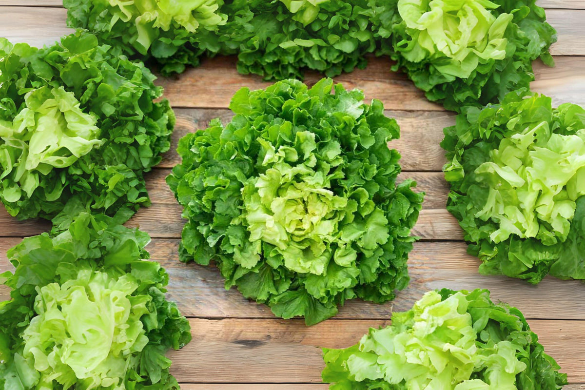 850 Broadleaf Batavian Endive Seeds: Heirloom Greens for Salads & Soups