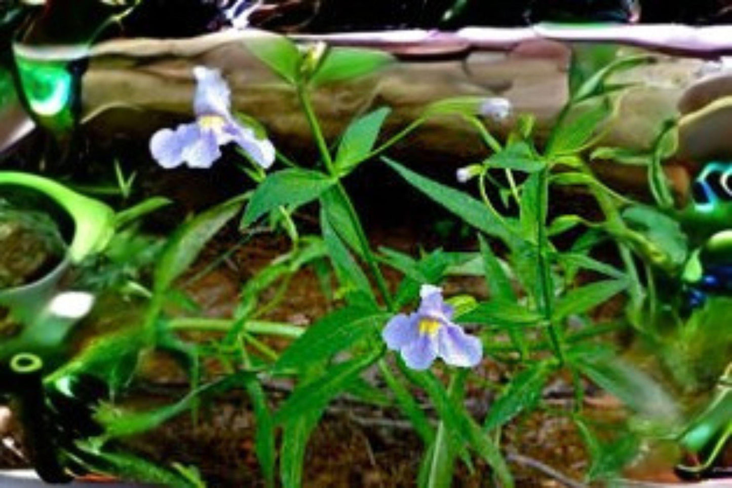5000 Monkey Flower Seeds: Native Purple Wildflower, Wetland Perennial