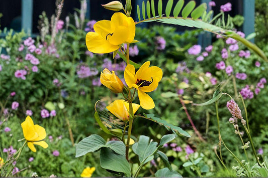 100 Partridge Pea Seeds – Chamaecrista fasciculata – Native Wildflower – Pollinator Plant – Nitrogen Fixer