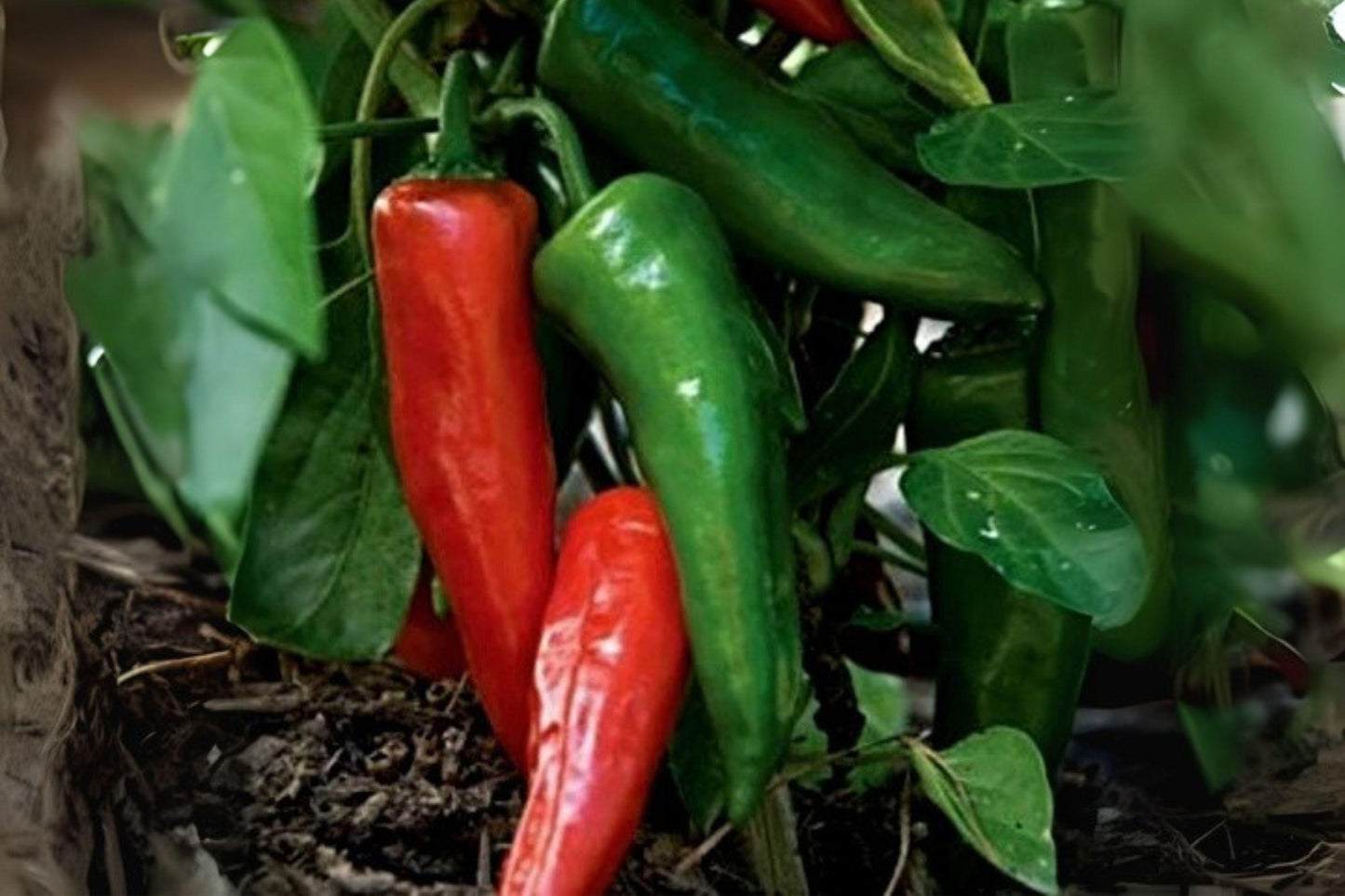 30 Seeds Anaheim Hot Pepper – Mild Chili Variety, Productive Plants for Roasting, Salsa & Cooking