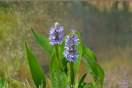 10 Pickerel Weed Seeds – Pontederia cordata – Native Aquatic Plant – Pollinator Friendly – Pond Plant