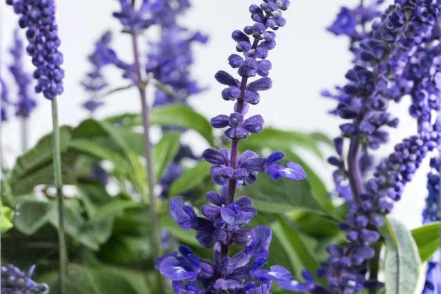 Blue Sage 100 Seeds - Salvia Farinacea, Pollinator Plant