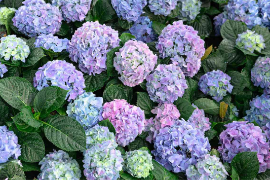 10 Fresh Cuttings of Deep Blue Hydrangea - Unrooted Starter Plant