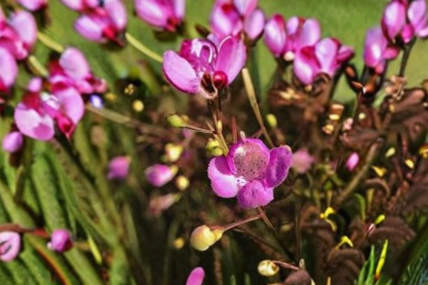 250 Seeds Agalinis tenuifolia – Slender False Foxglove, Pink Native Wildflower for Meadows & Pollinator Gardens