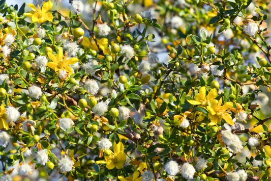 Creosote Bush (Larrea tridentata) - 3 Live Plants, 7-10" Tall, Shipped Bare Root