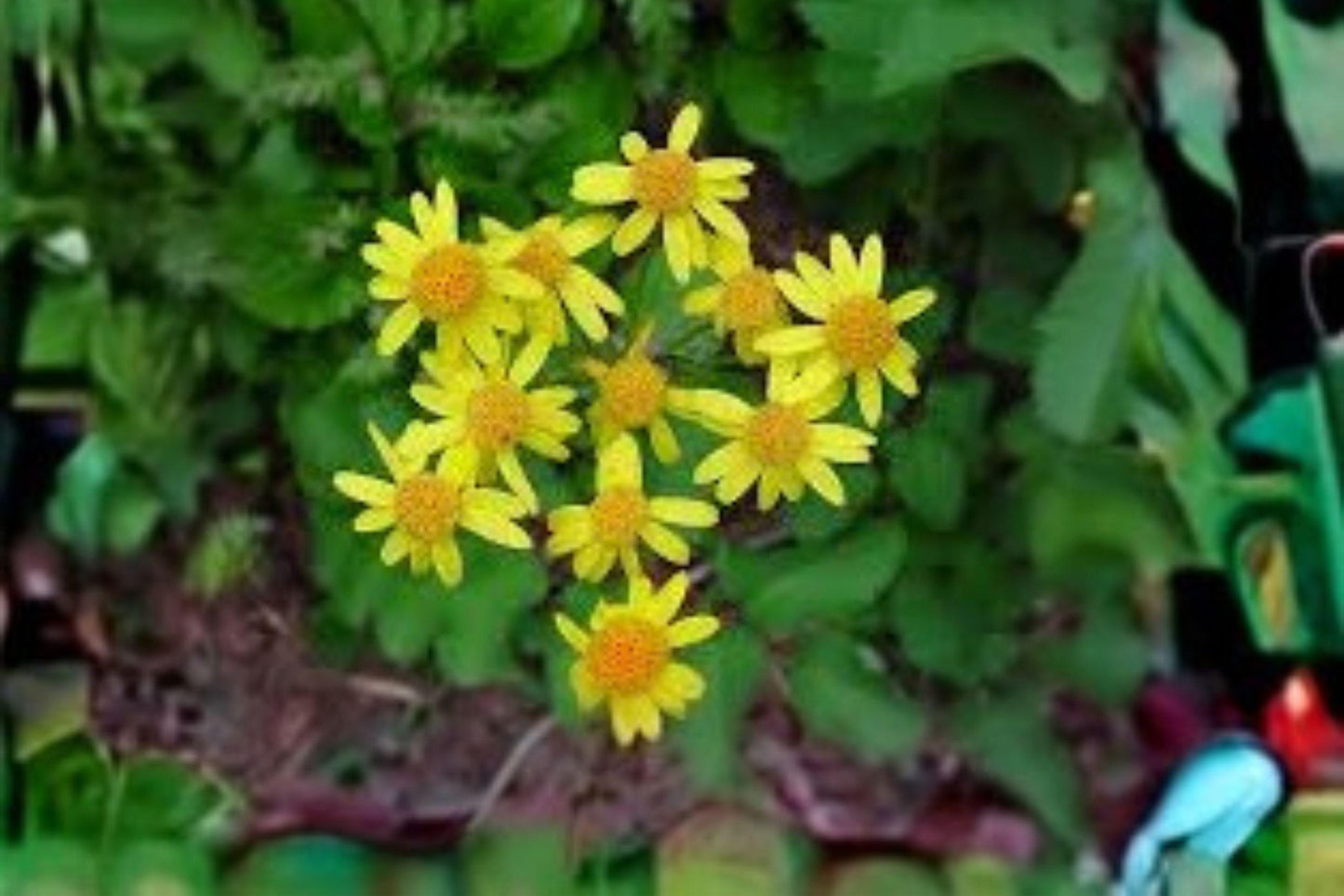 75 Golden Ragwort Seeds – Packera aurea, Native Pollinator Wildflower