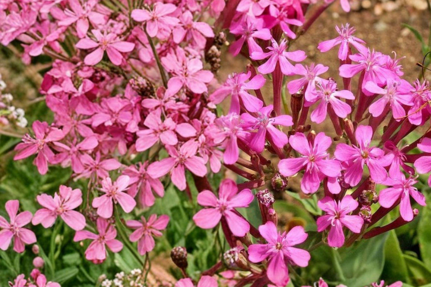 100 Catchfly Seeds – Silene armeria – Sweet William Catchfly – Annual Pink Wildflower
