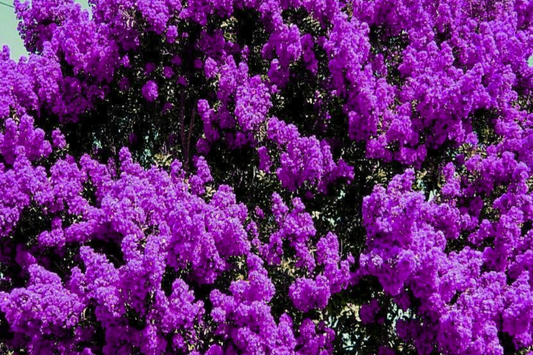 2 LIVE Purple Crape Myrtle Plants 2+ft | Ready to Plant Now | Beautiful Garden Trees, Bare Root