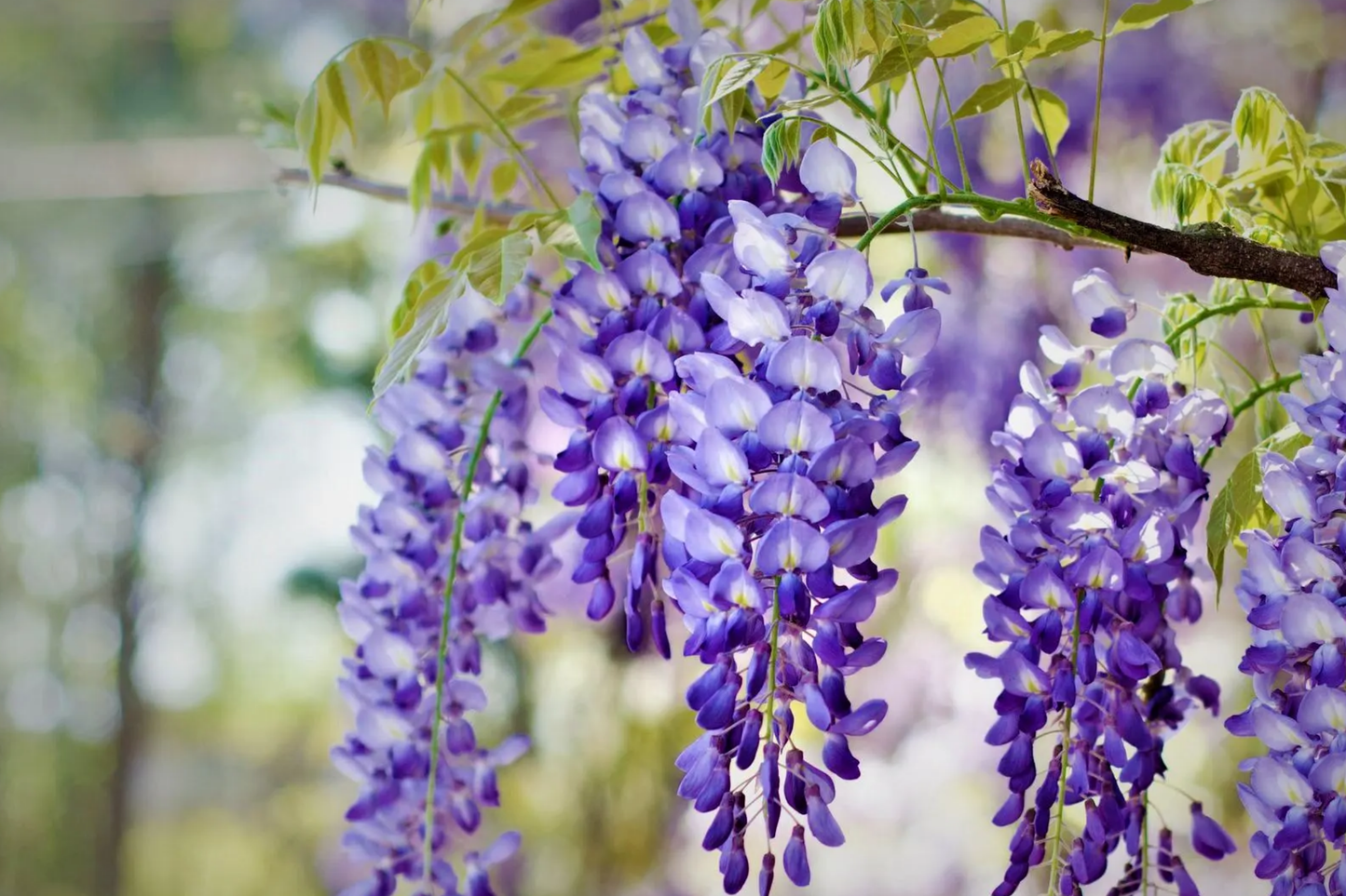 Blue Chinese Wisteria Tree 1-2ft Tall | Live Plant, Ready to Plant | Blue Flowers, Bare Root