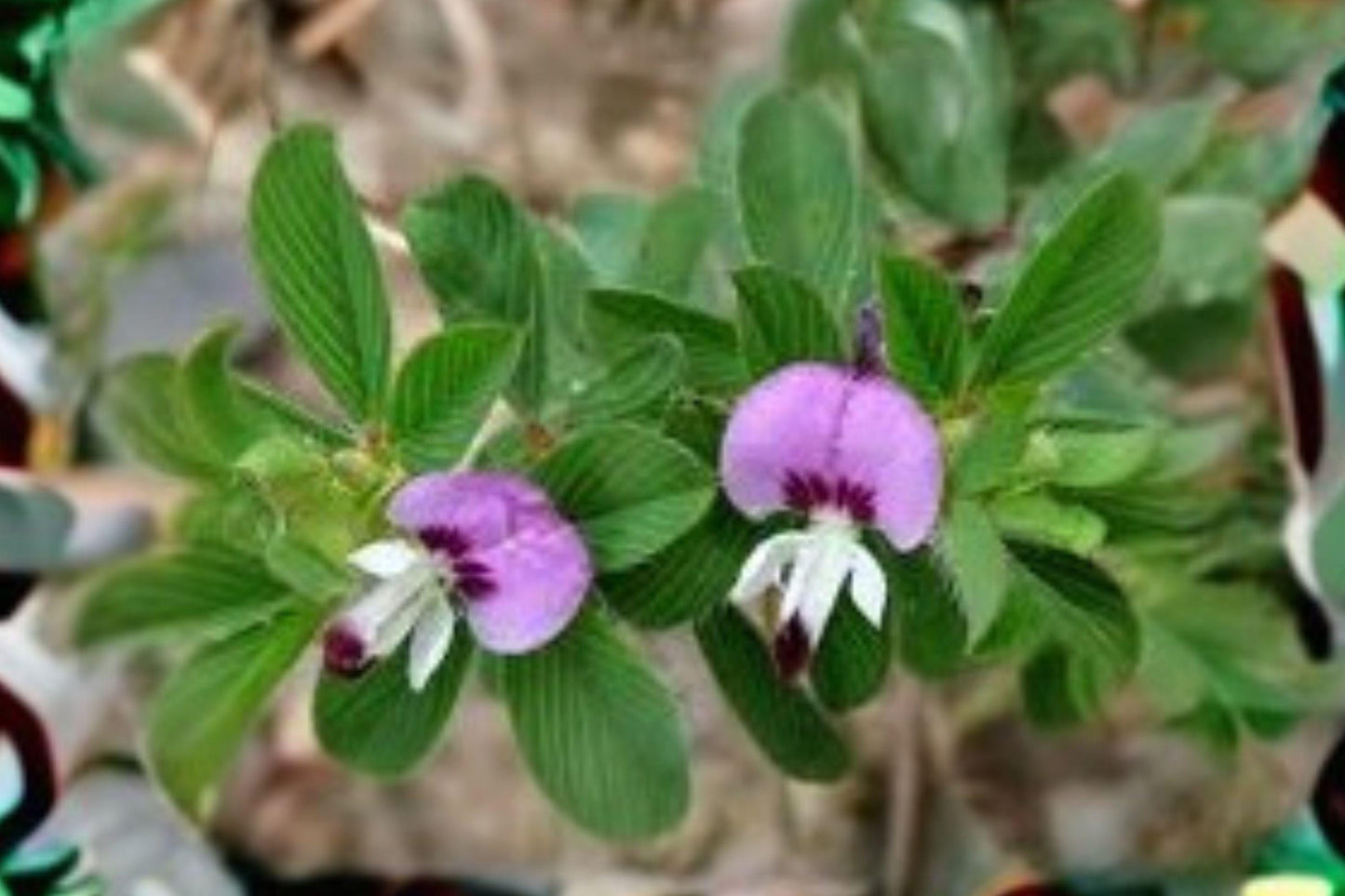100 Korean Lespedeza Seeds – Kummerowia stipulacea – Annual Clover – Forage and Cover Crop