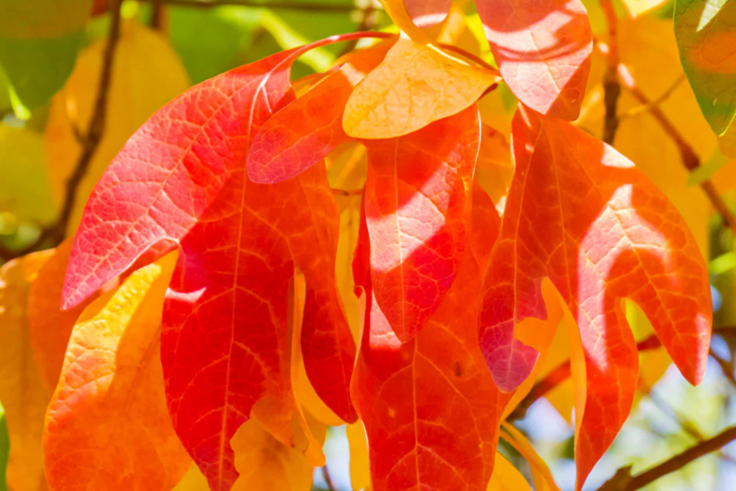 2 Sassafras Trees - 1-2 Ft Tall Live Bare Root | Aromatic Leaves | Fast Growing | Ready to Plant | Perfect for Landscaping