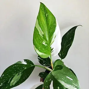 1 Philodendron White Princess Starter Plant 5–8” Tall - Bareroot Variegated Aroid - Rare Tropical Houseplant with White Foliage