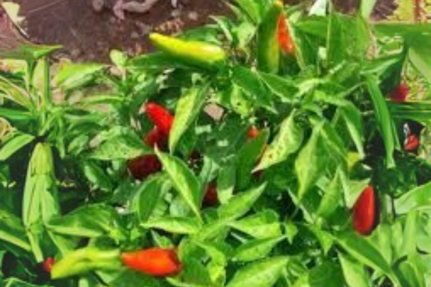 Hatch Rattlesnake Hot Pepper Seeds: Spicy Chili, Non-GMO (250 mg)