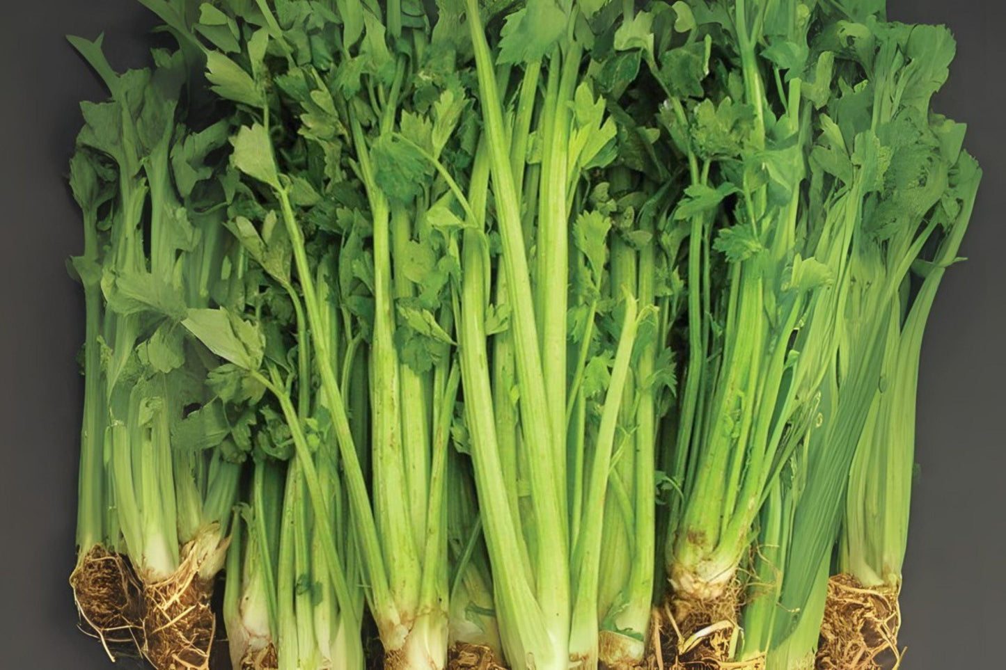 2500 Tall Utah Celery Seeds: Heirloom Variety for Fresh Eating