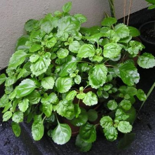 1 Plectranthus ‘Swedish Ivy’ – Assorted Rooted Starter House Plants, Easy Care Indoor Trailing Plant, Live Bareroot Plants