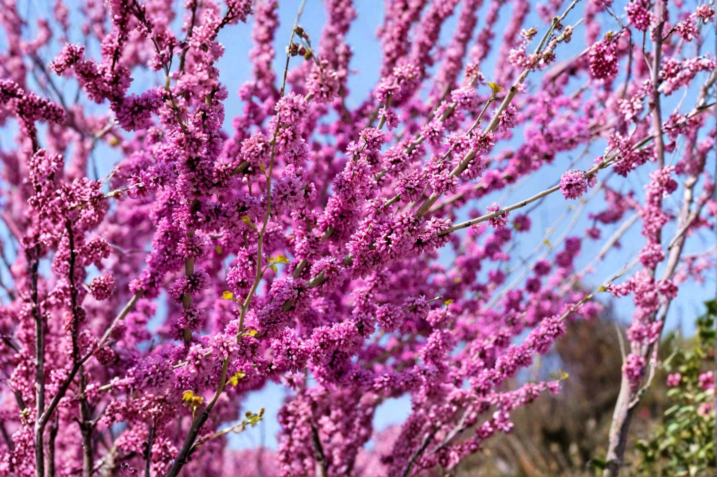 10 Seeds for Planting Cercis gigantea – Giant Redbud Tree, Ornamental Pink Flowering Tree