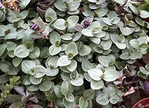 10 Unrooted Cuttings Dwarf Bolivian Wandering Jew | Callisia repens Tradescantia minima | Mini Trailing Plant for Pots & Terrariums