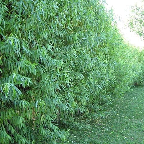 100 Austree Hybrid Willow Tree Cuttings | Unrooted Live Stems | Fast-Growing Privacy Fence | Windbreak | Shade | Salix × matsudana x alba