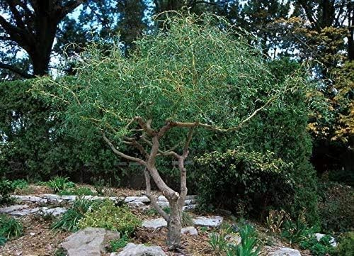 8 Kelli's Curly Corkscrew Willow Cuttings | Live Willow Tree Cuttings | Easy to Root | Ornamental Garden Tree | Unique Curly Branches