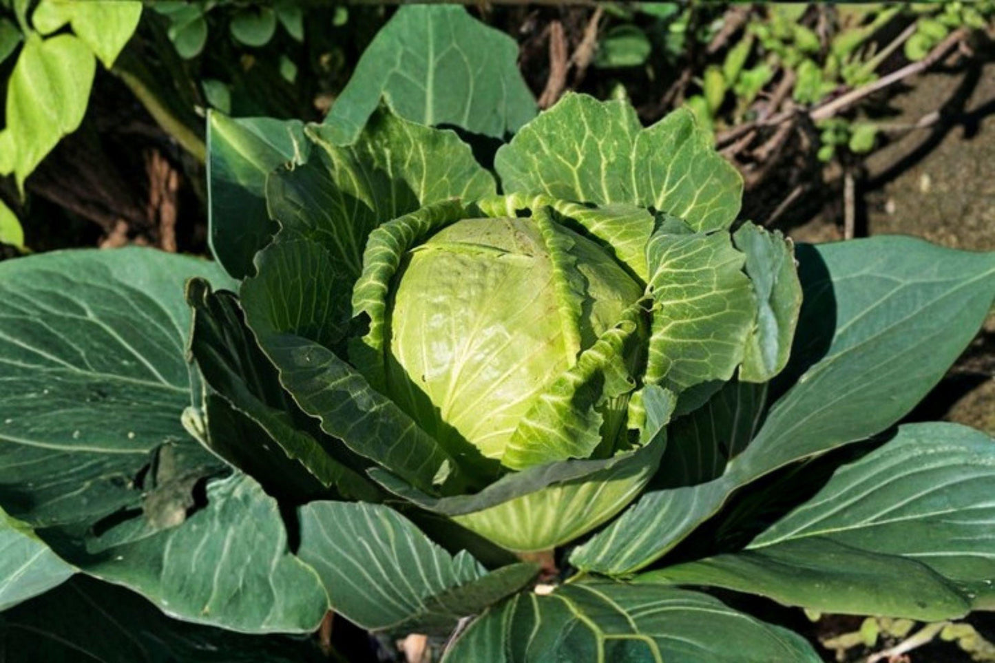 Heirloom Danish Ballhead Cabbage Seeds: Non-GMO, 1 gram