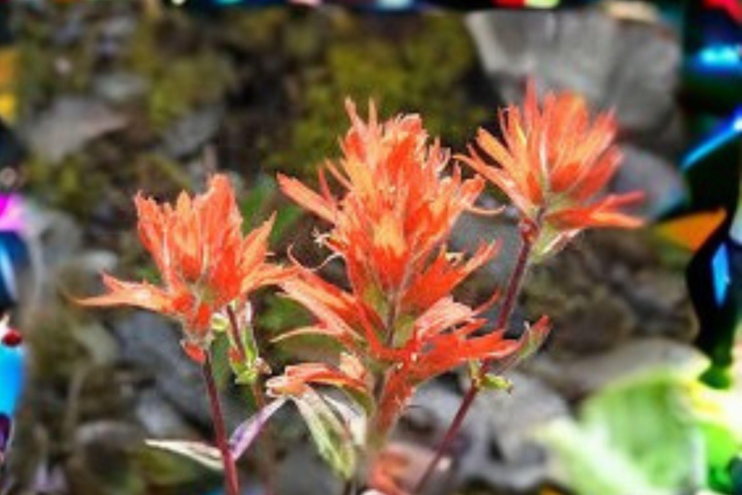 300 Giant Red Indian Paintbrush Seeds: Native Wildflower